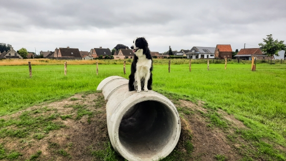 kruipbuis hondenloopweide